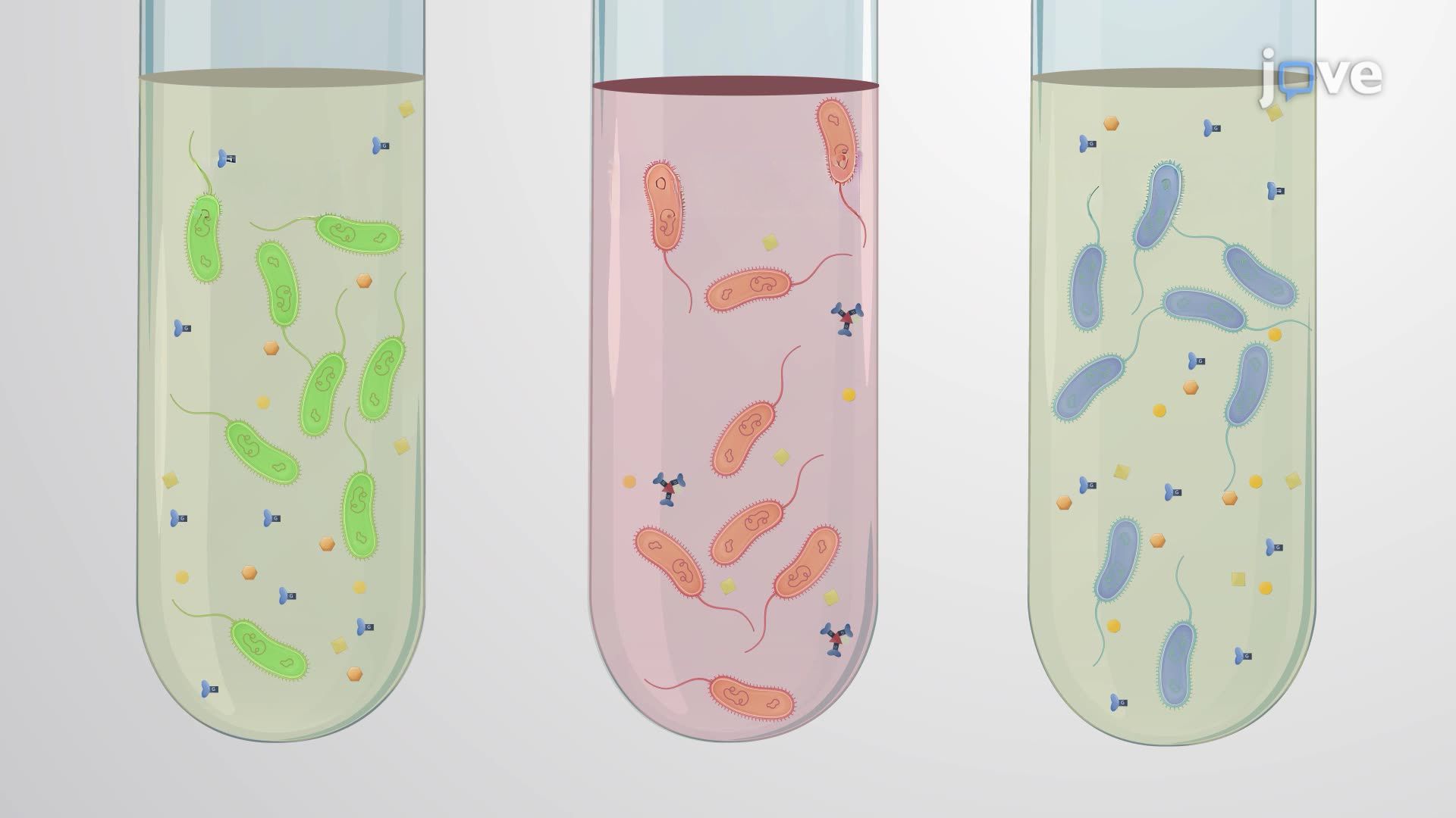 Voges-Proskauer Assay for Differentiating Biotypes of <i>Vibrio cholerae</i>