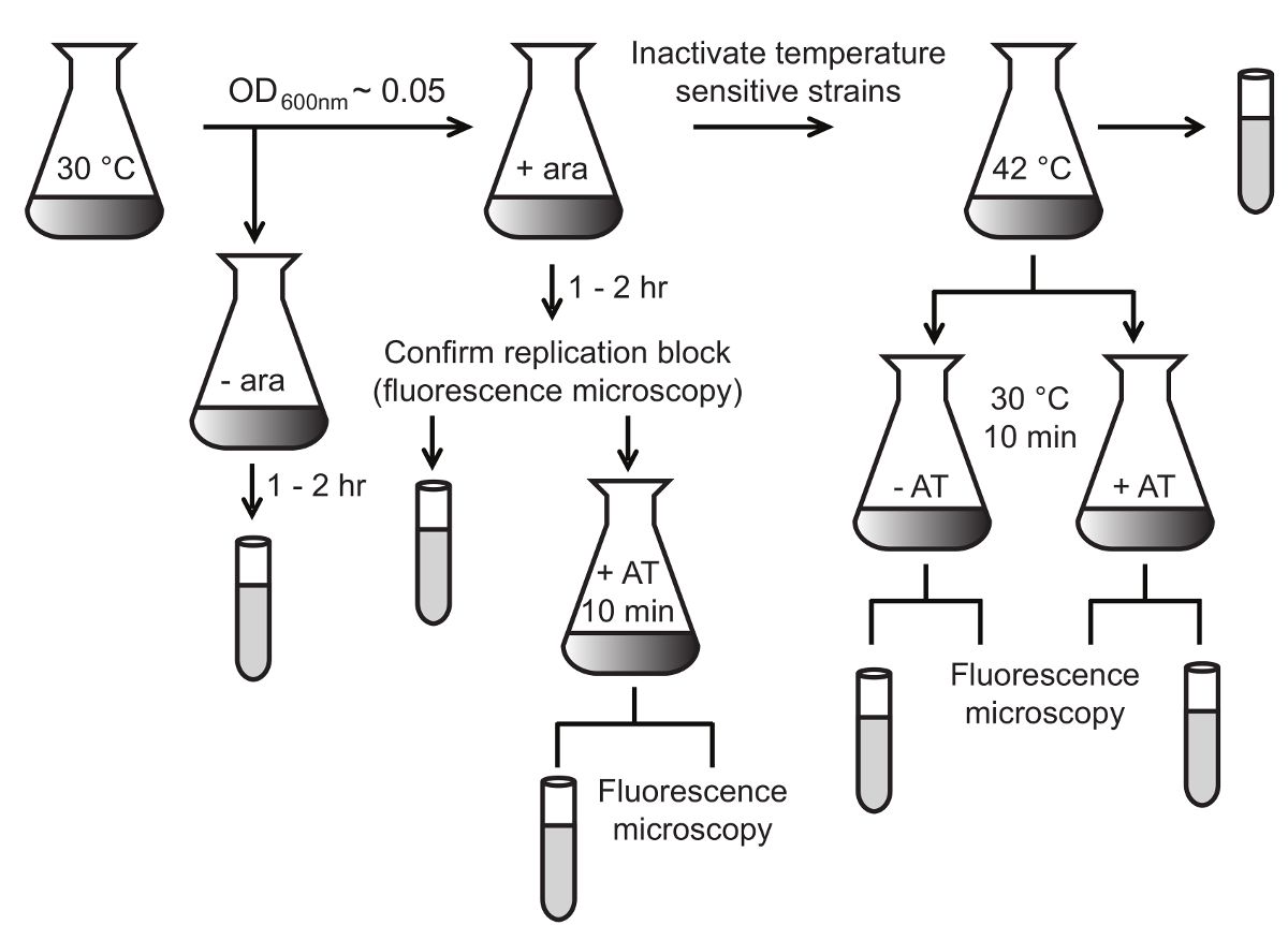 Temperature-sensitive strain inactivation process diagram; fluorescence microscopy analysis.