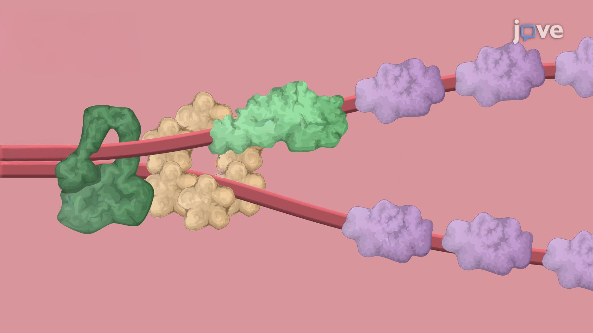 Fluorescently Tagged Repressor Protein-Mediated Replication Blockage in <i>Escherichia coli</i>