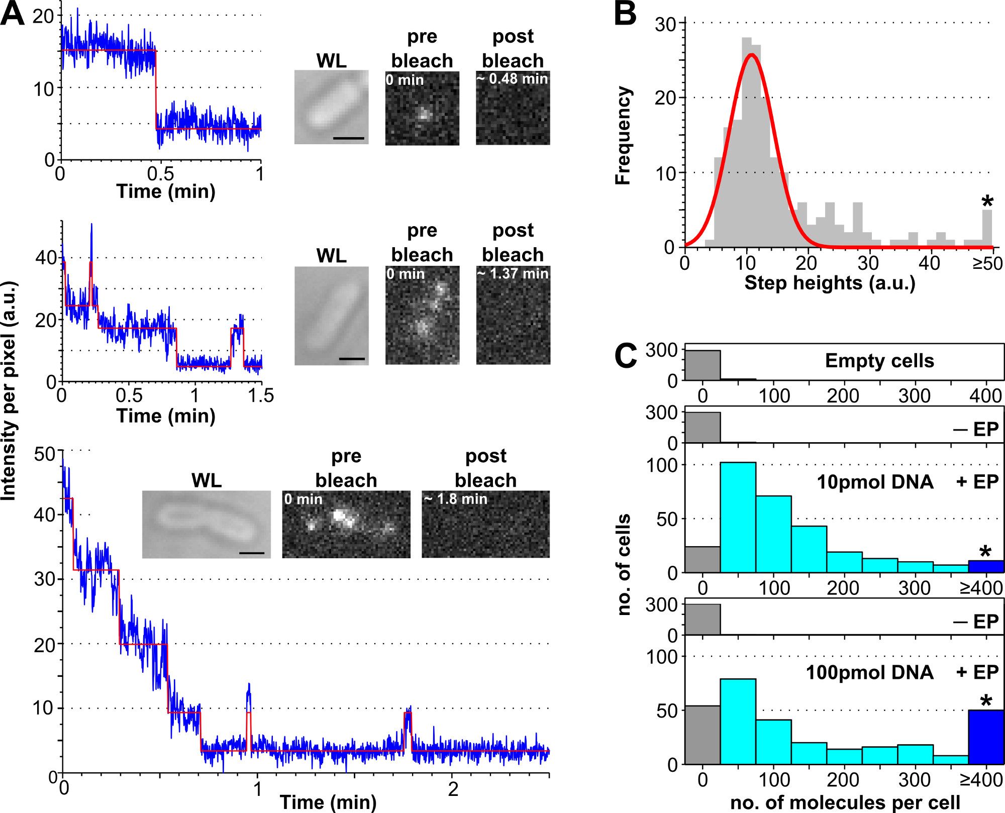 figure-results-1 Fluorescence recovery analysis, graphs, histograms; pre/post bleach microscopy; DNA quantification.