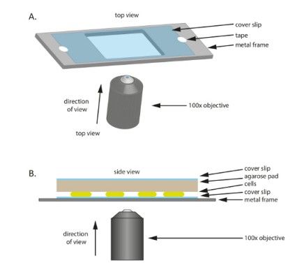 Microscopy setup diagram with 100x objective, cover slip, metal frame; top and side views labeled.