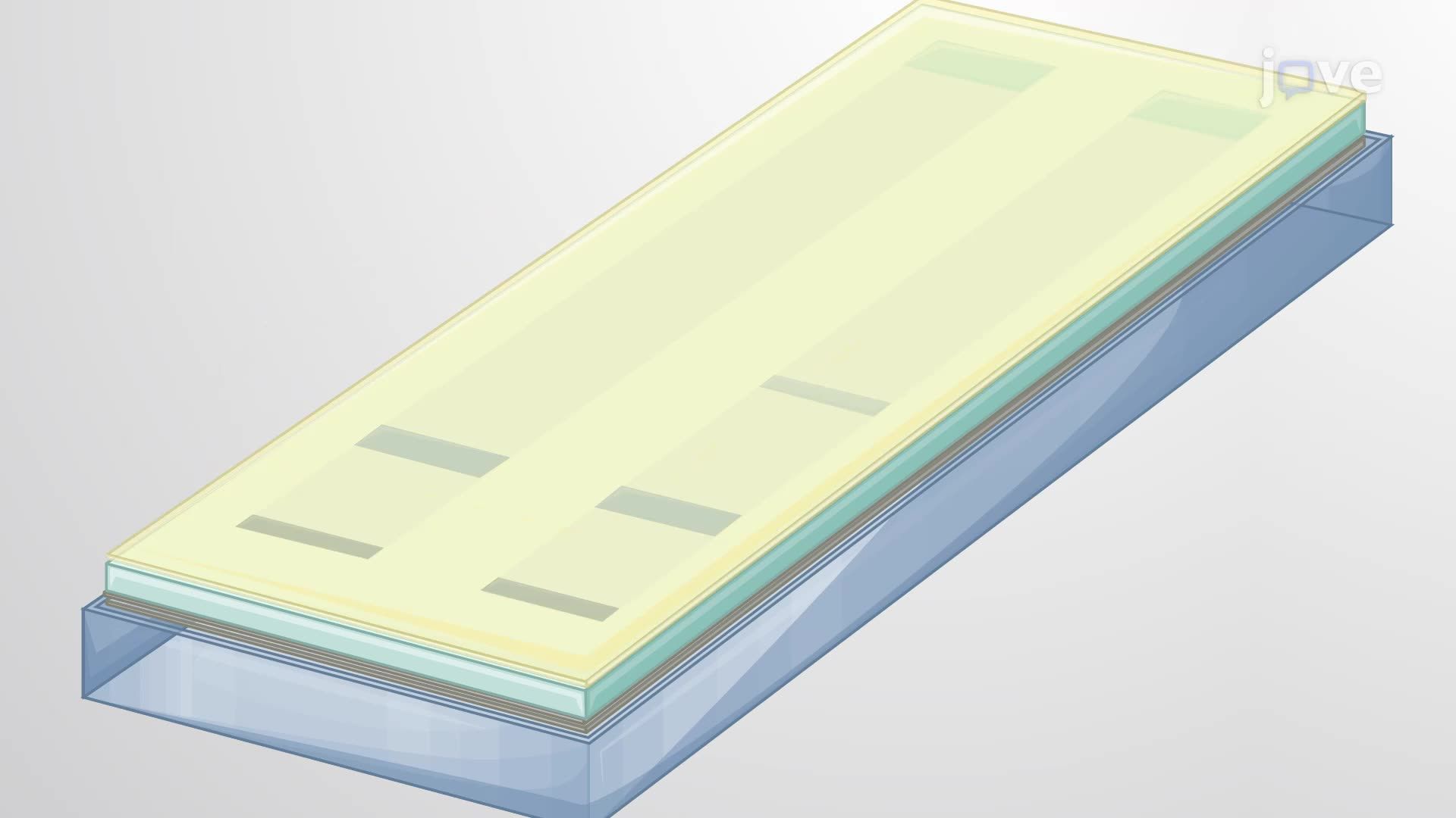 Gel Electrophoresis and Northern Blotting to Detect tRNA Charging Levels in <i>E. coli</i>