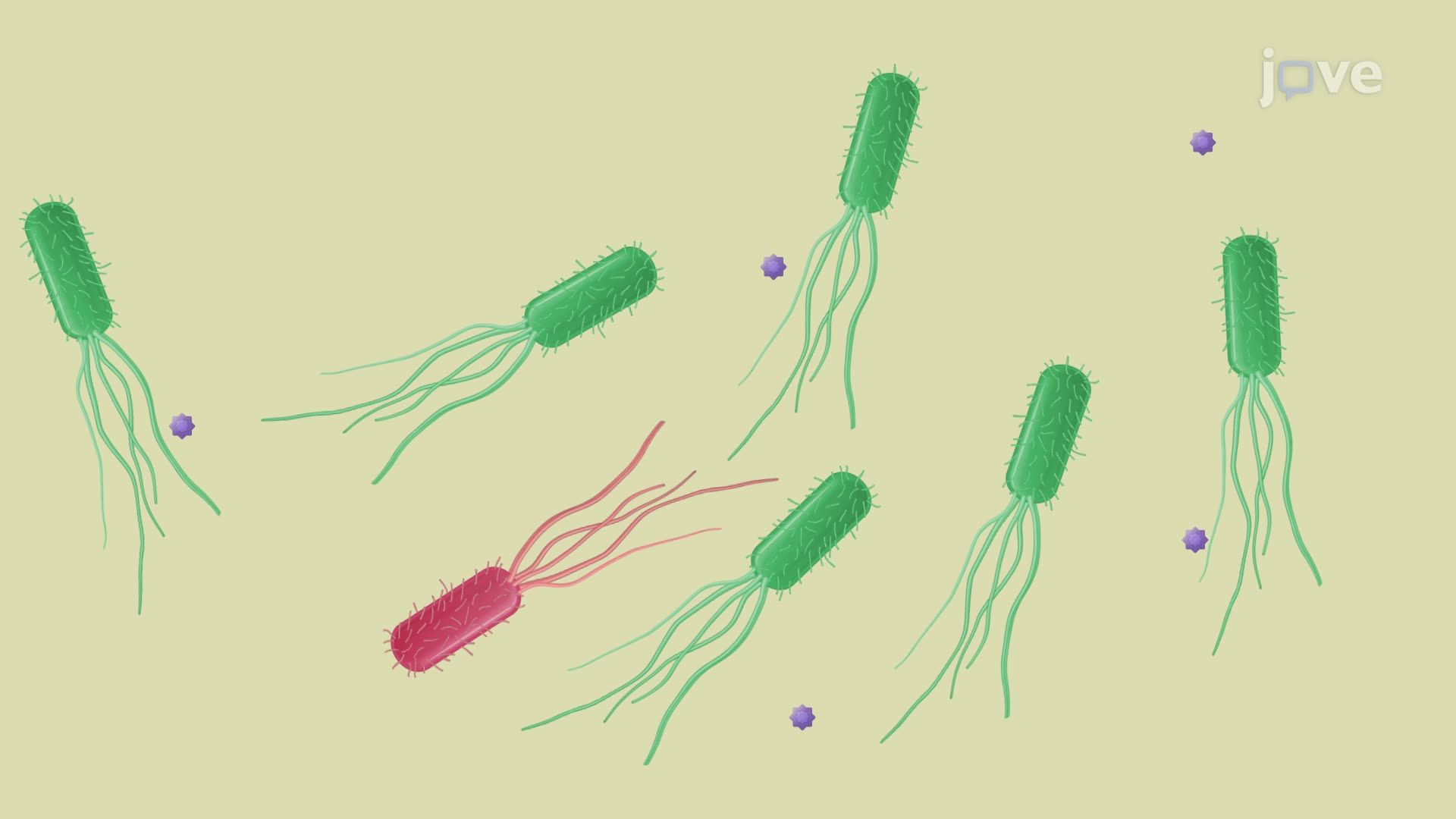 Isolation of Stress-Adapted Bacteria through Single Colony Selection
