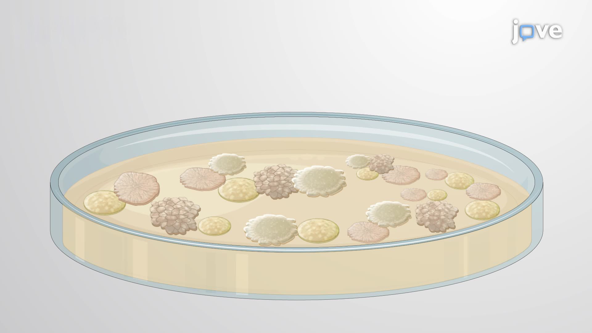 Screening Marine Bacteria for the Isolation of Pollutant-Degrading Strains