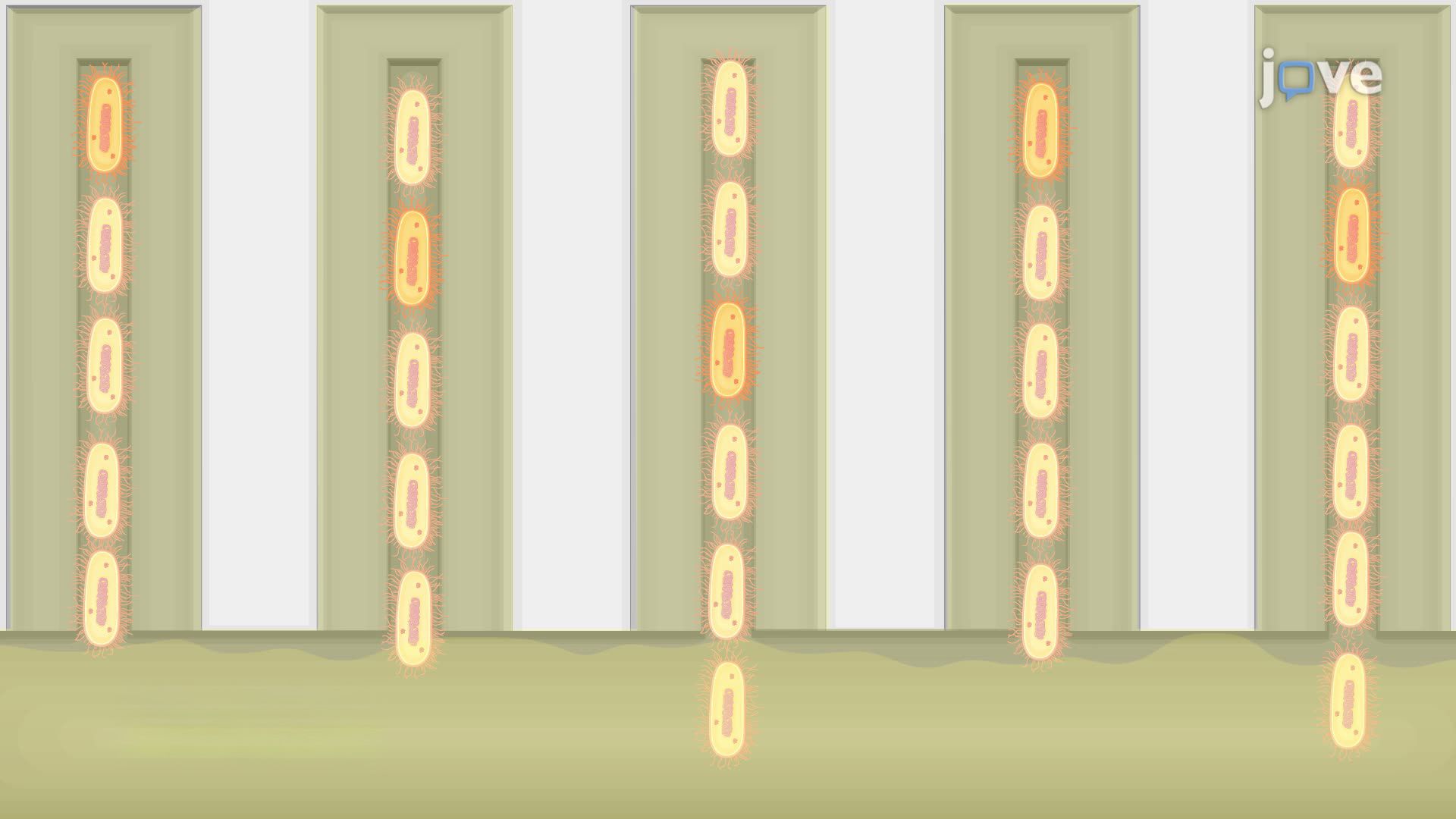 Tracking Bacterial Growth at Single-Cell Resolution in a Microfluidic System