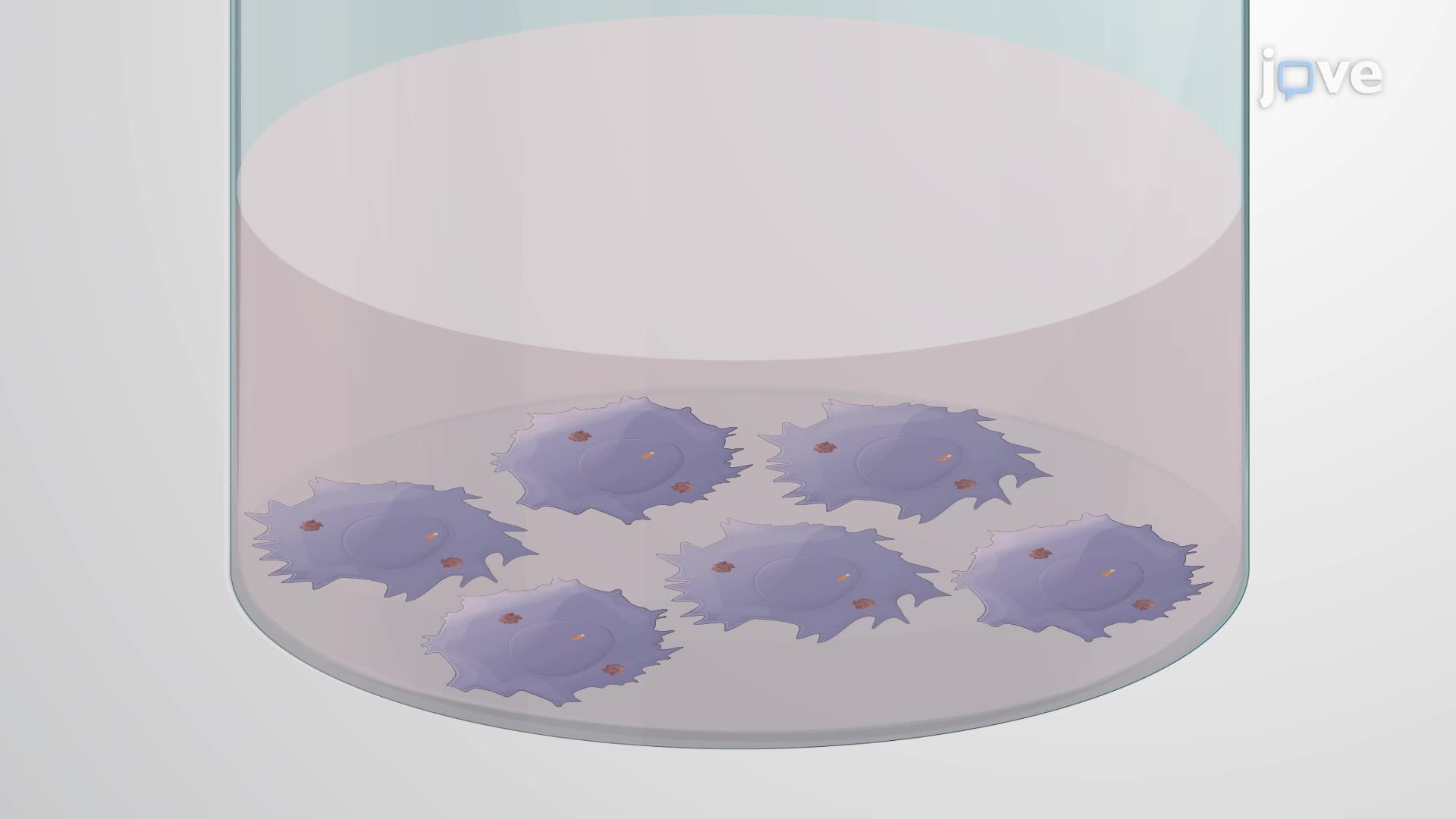 Transfection of an Inducible Gene Expression System into Cells Expressing a Bacterial Effector Protein