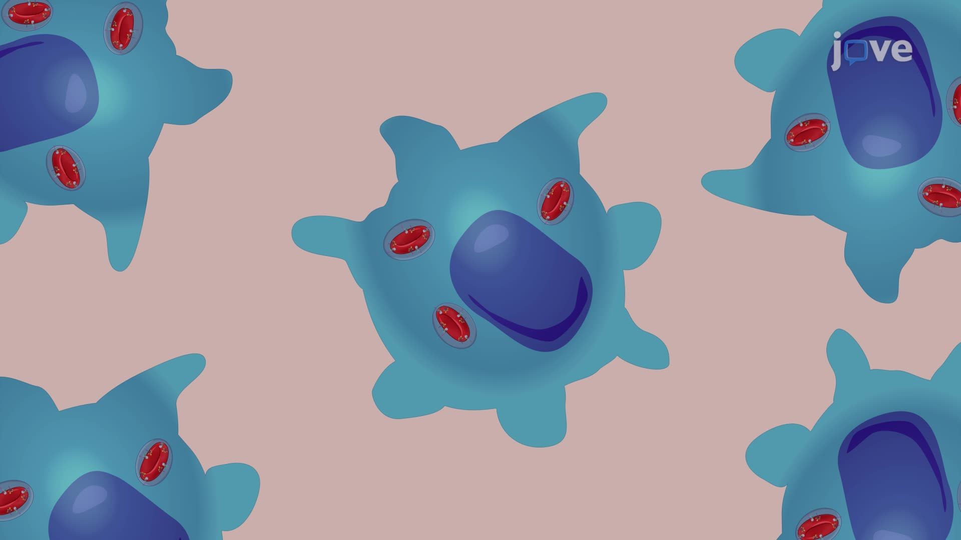Modeling Complement-Mediated Phagocytosis Using Opsonized Red Blood Cells In Vitro