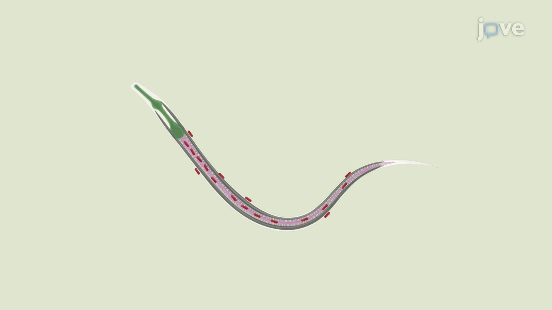 Selective Cleaning of Caenorhabditis Worms for Enrichment of Intestinal Microbiota