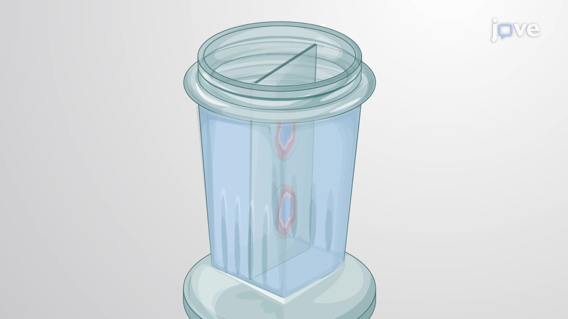Fluorescence In Situ Hybridization of Gut Bacteria in Mouse Intestinal Sections