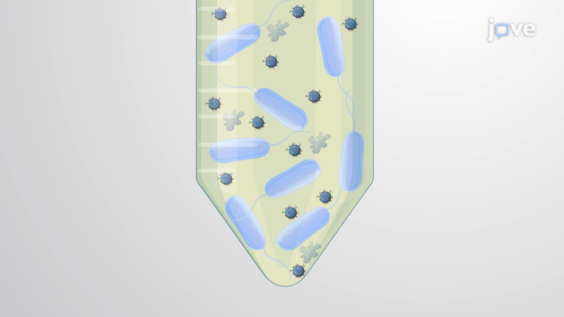 Ultracentrifugation-Based Isolation of Legionella pneumophila Outer Membrane Vesicles