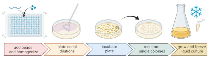 figure-results-1 Bacterial culturing process diagram; bead homogenization, serial dilution, incubation, reculture steps.