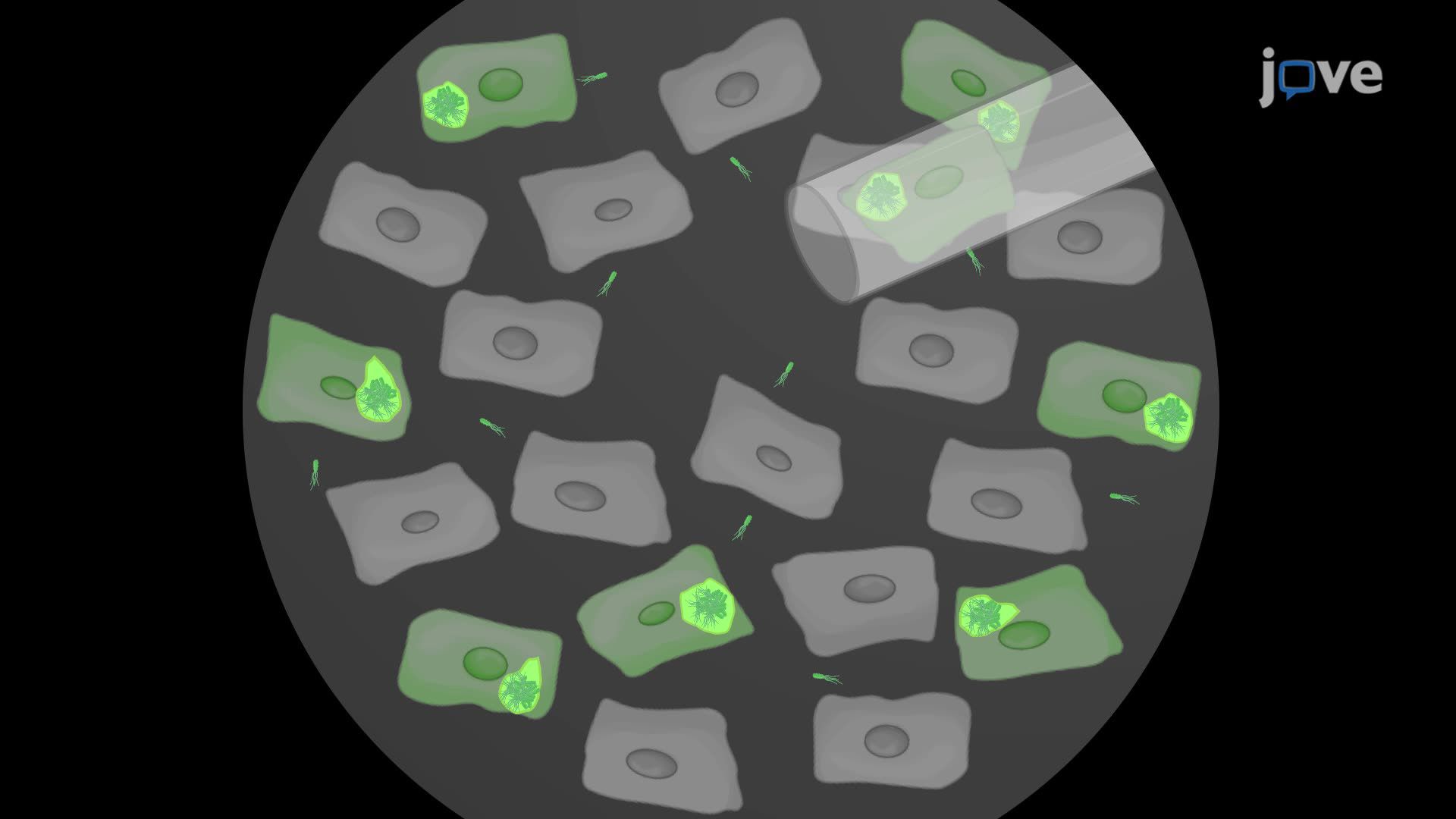 Isolation of Mouse Bladder Epithelial Cells Containing Intracellular Bacterial Communities