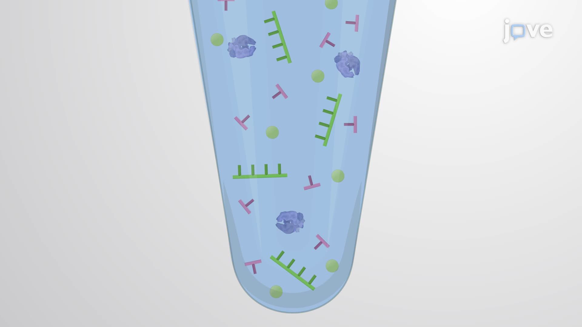 Detection of Target Gene Expression in a Bacteria-Infected Mouse Brain