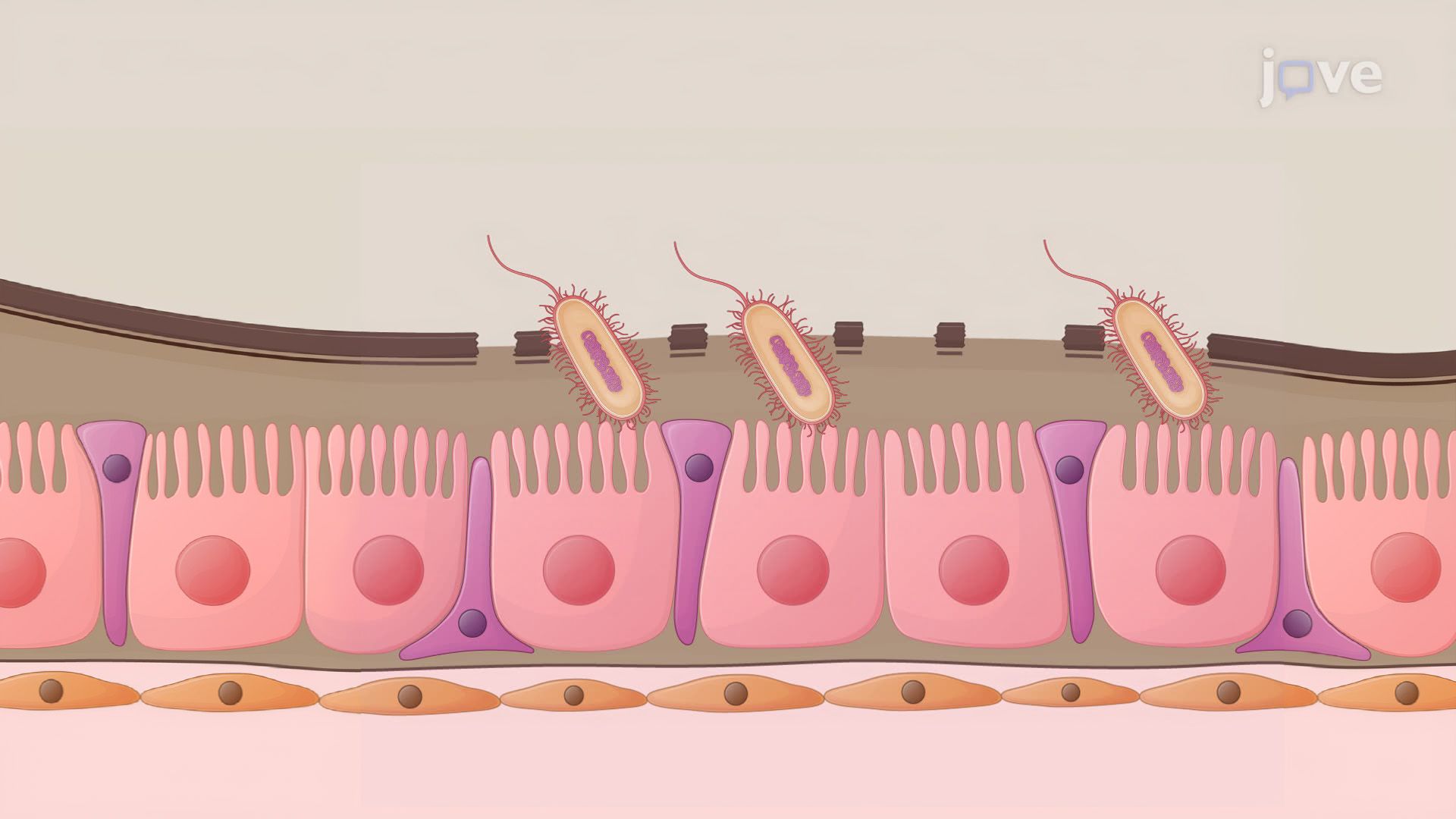 Oral Infection of Drosophila melanogaster with Pathogenic Bacteria