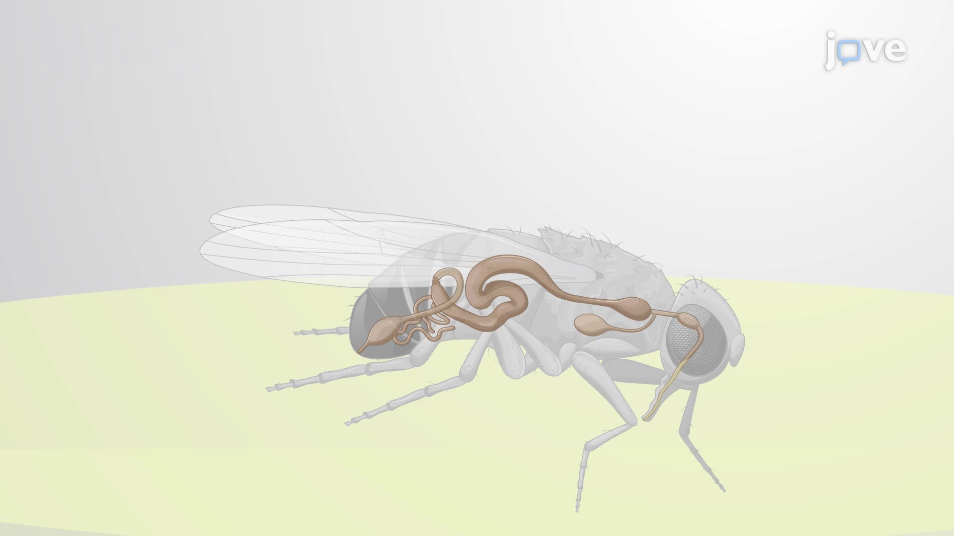 Quantifying Bacterial Shedding to Evaluate Infection Transmission Potential in Drosophila