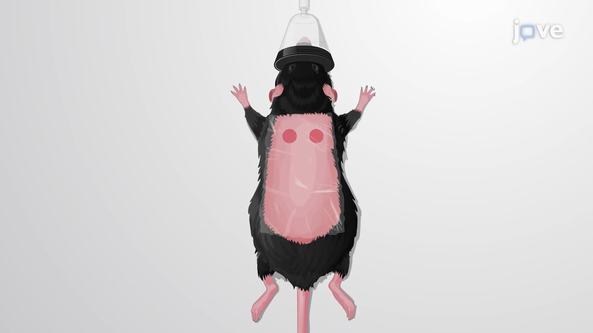 Developing a Mouse Model of Chronic Pseudomonas aeruginosa Skin Wound Infection