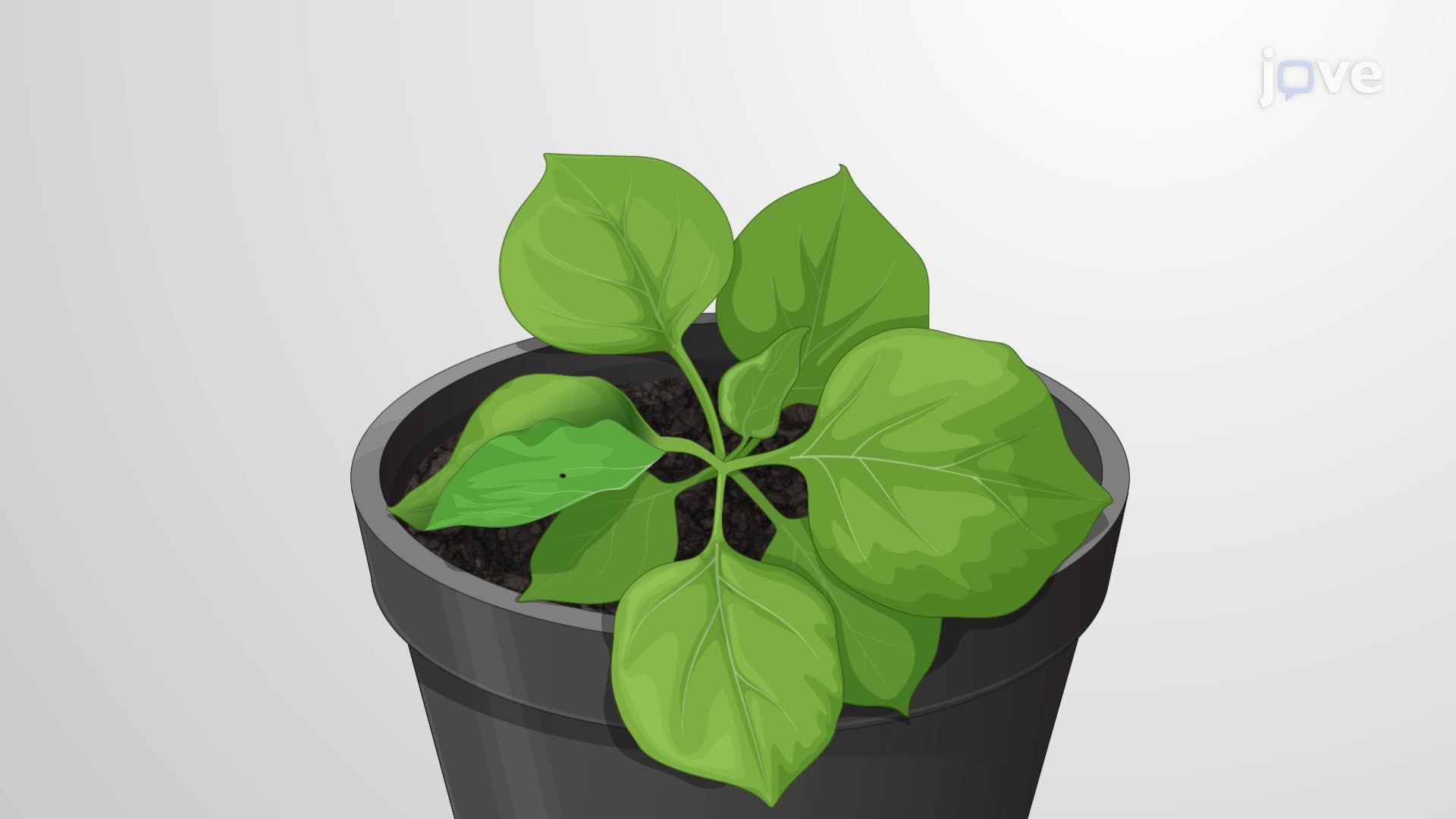 Co-Infiltration Assay for Screening Pathogen Effectors that Suppress Plant RNA Silencing