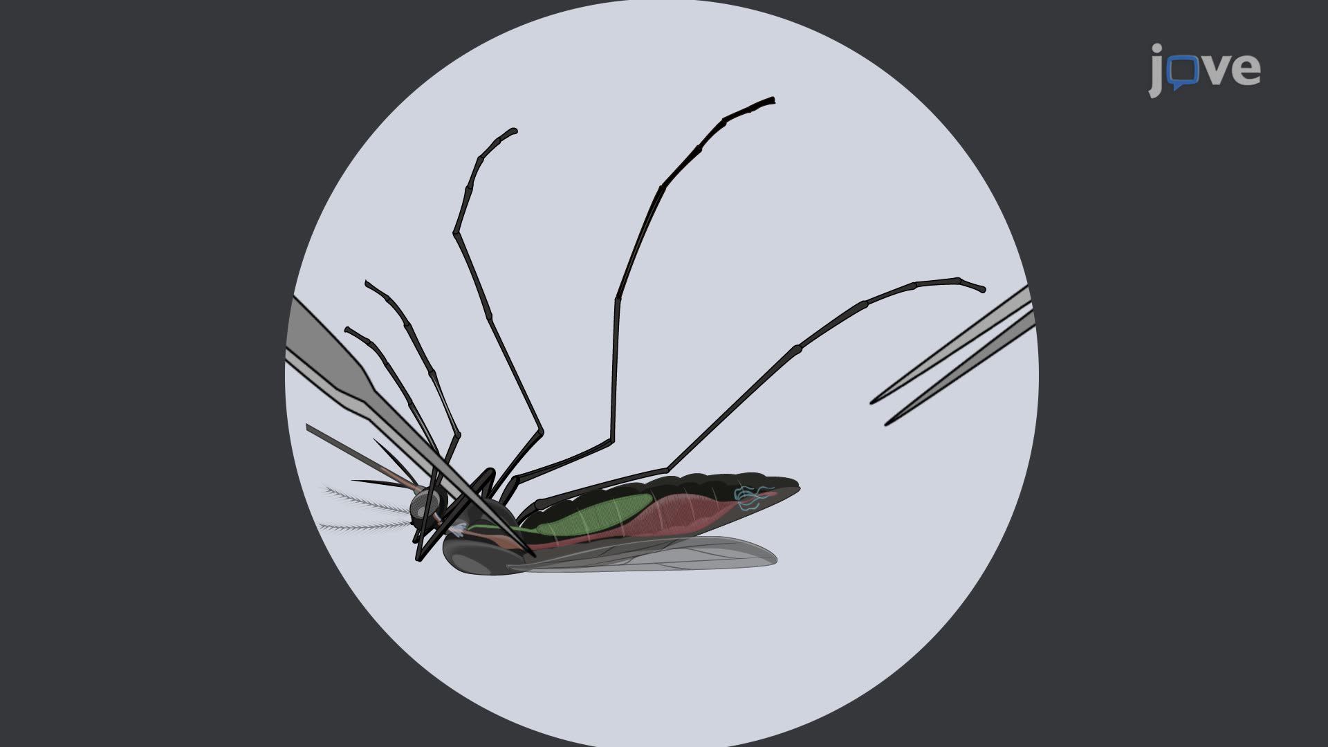 Isolation of Bacteria from the Mosquito Midgut