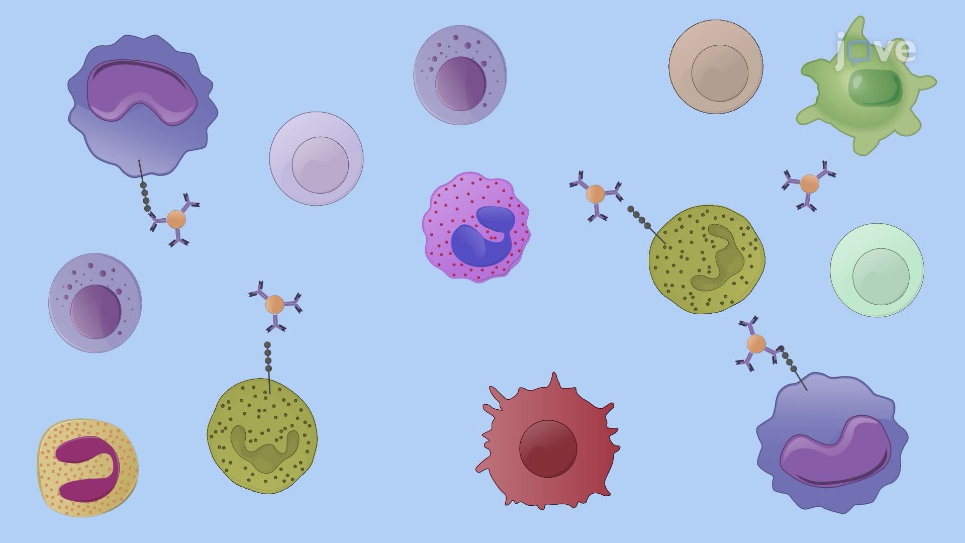 In Vitro Evaluation of Bacterial Killing by Neonatal Mouse Splenic Phagocytes
