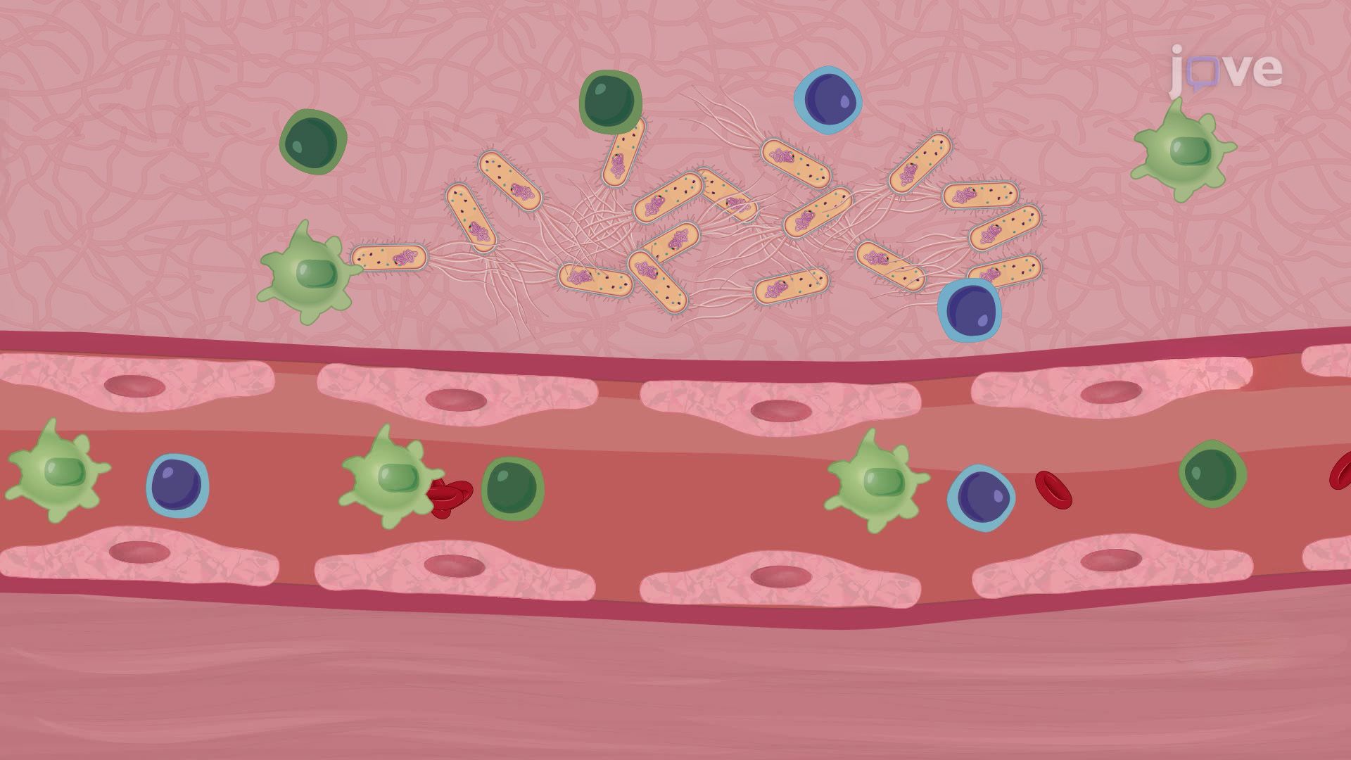 Modeling Infection in Neonatal Mice Using Encapsulated Bioluminescent Bacteria
