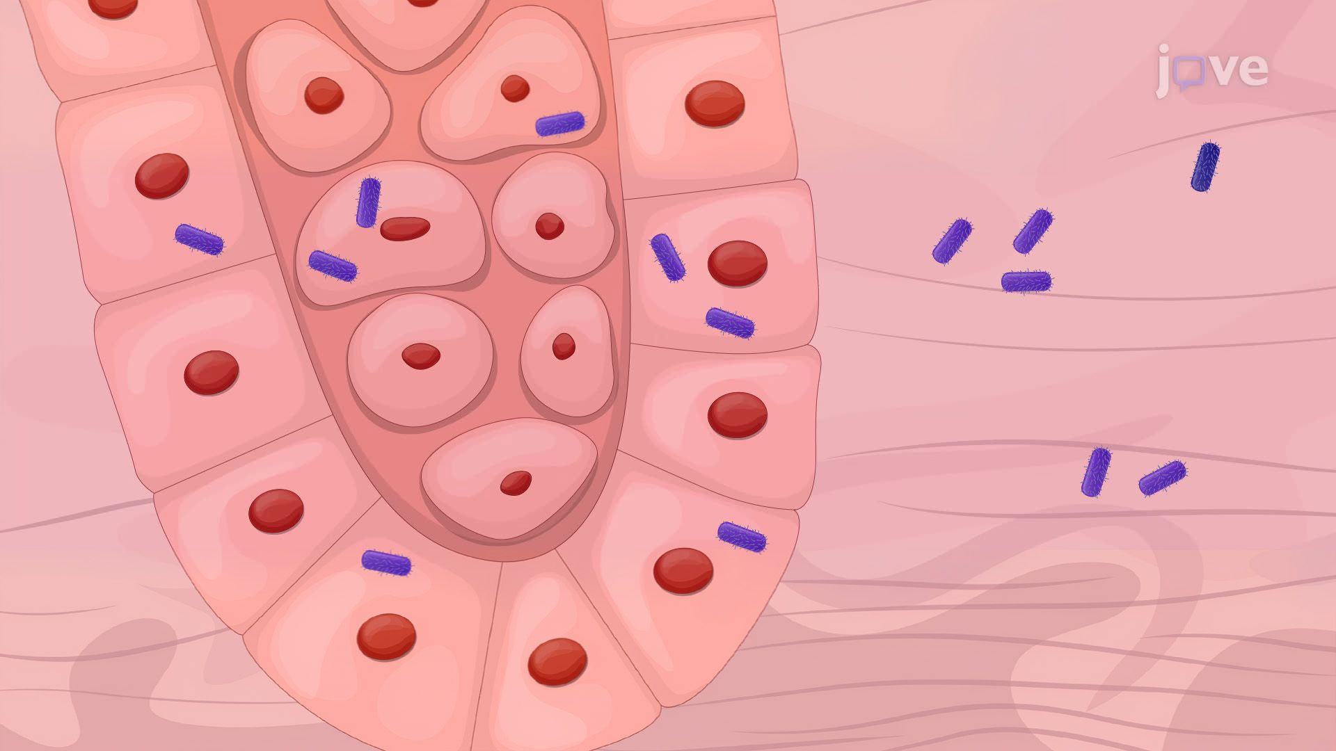 In Situ Detection of Bacteria in Mouse Gingival Tissue Sections