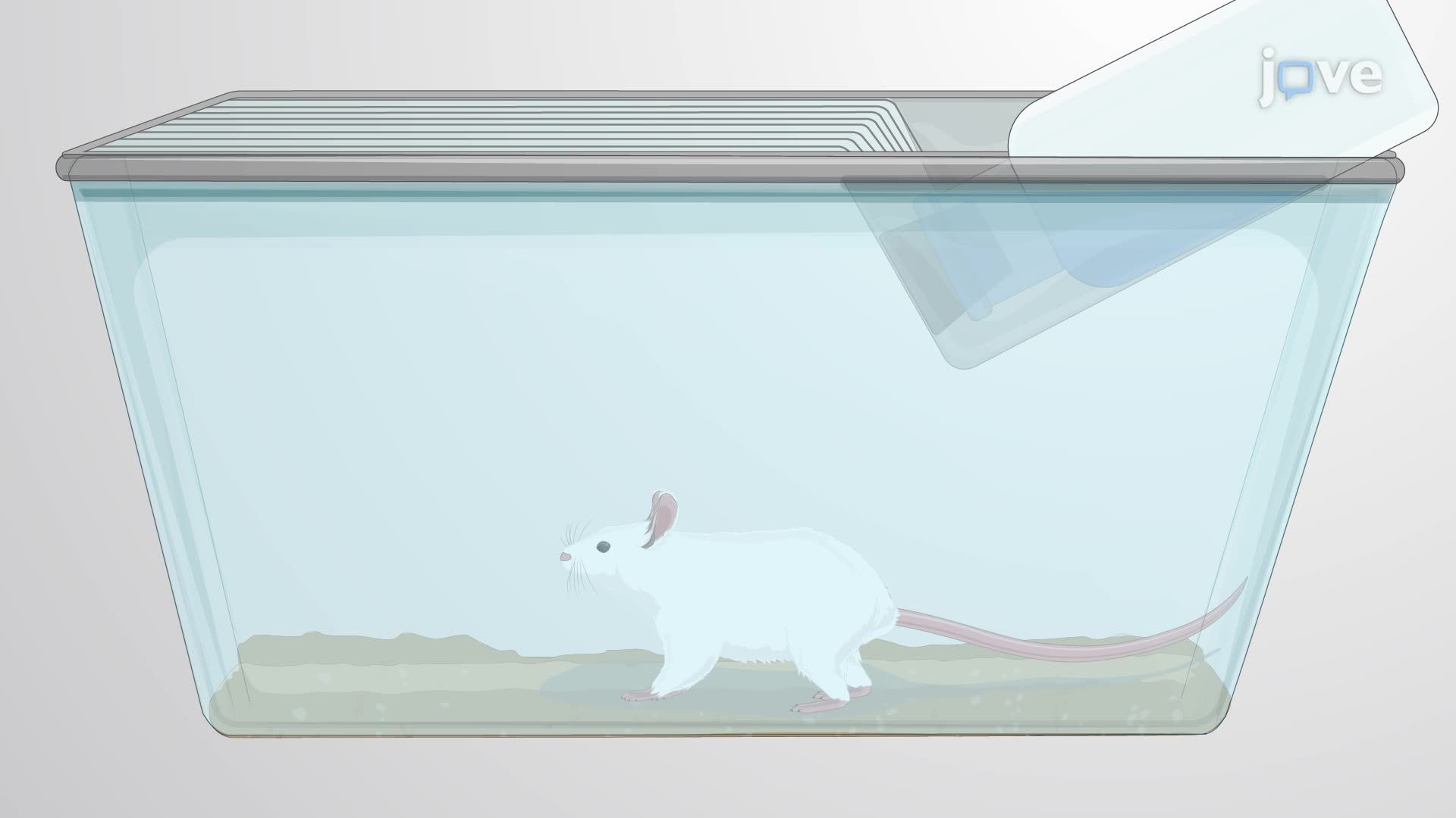 Real-Time Imaging of Bacterial Infection in a Mouse Model Using Bioluminescence