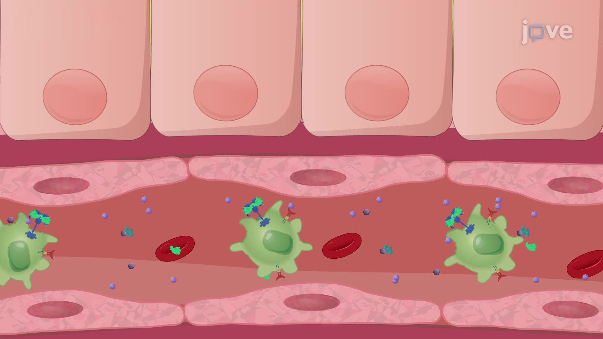 Intraperitoneal Injection of Bacterial Lipopolysaccharide in Mice to Study Systemic Immune Responses