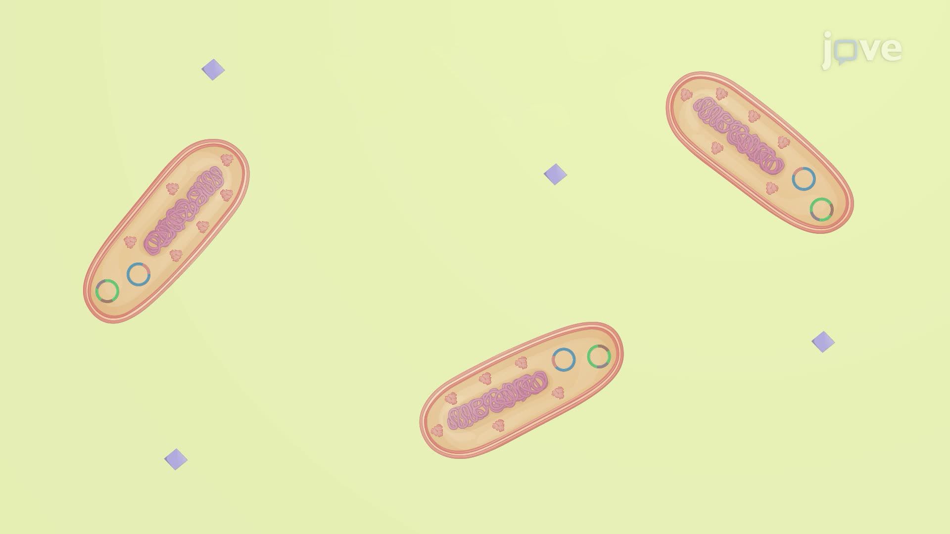 Preparation of Agrobacterium Culture for Gene Delivery into Plant Cells