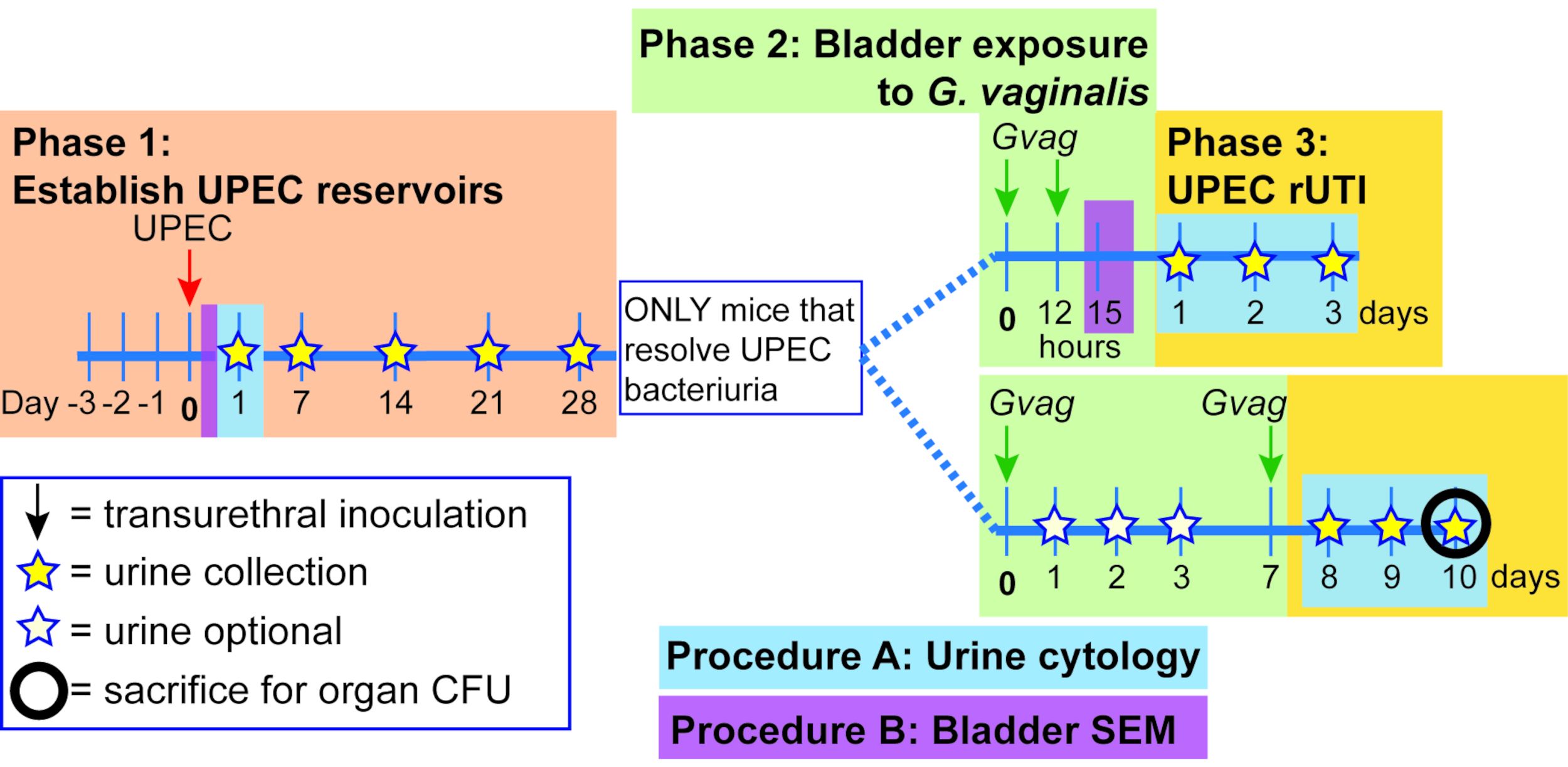 24362_Figure1.jpg