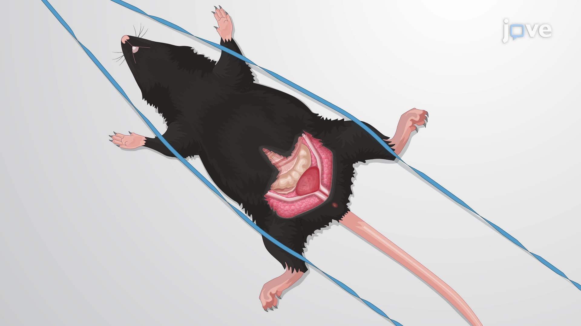 Preparation of Mouse Bladder Tissue for Visualization of Bacterial Infection