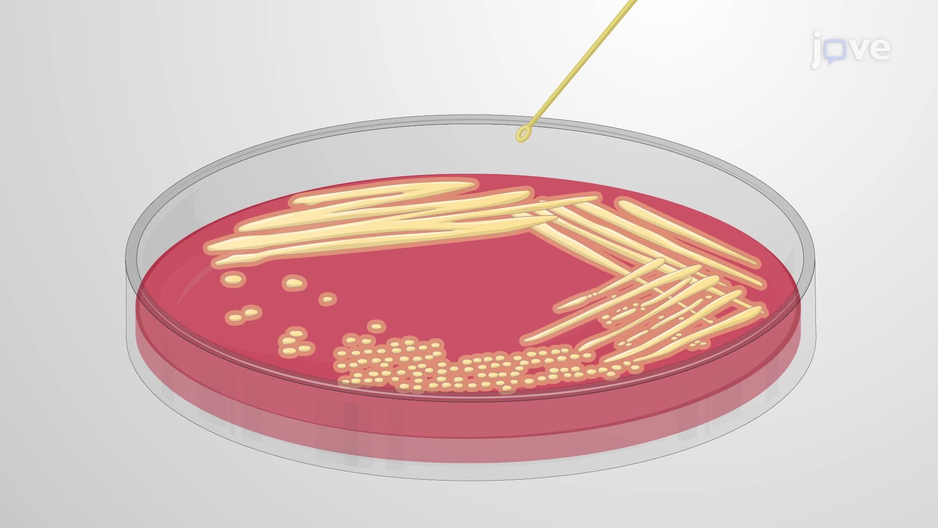 Preparing a Hemolytic Staphylococcus aureus Culture for Host-Pathogen Interaction Studies