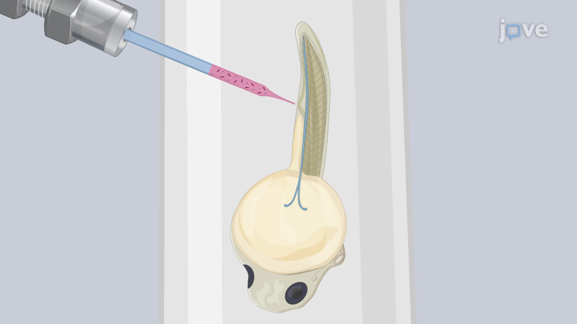 Microinjection of Bacteria into the Caudal Vein of Zebrafish Embryos