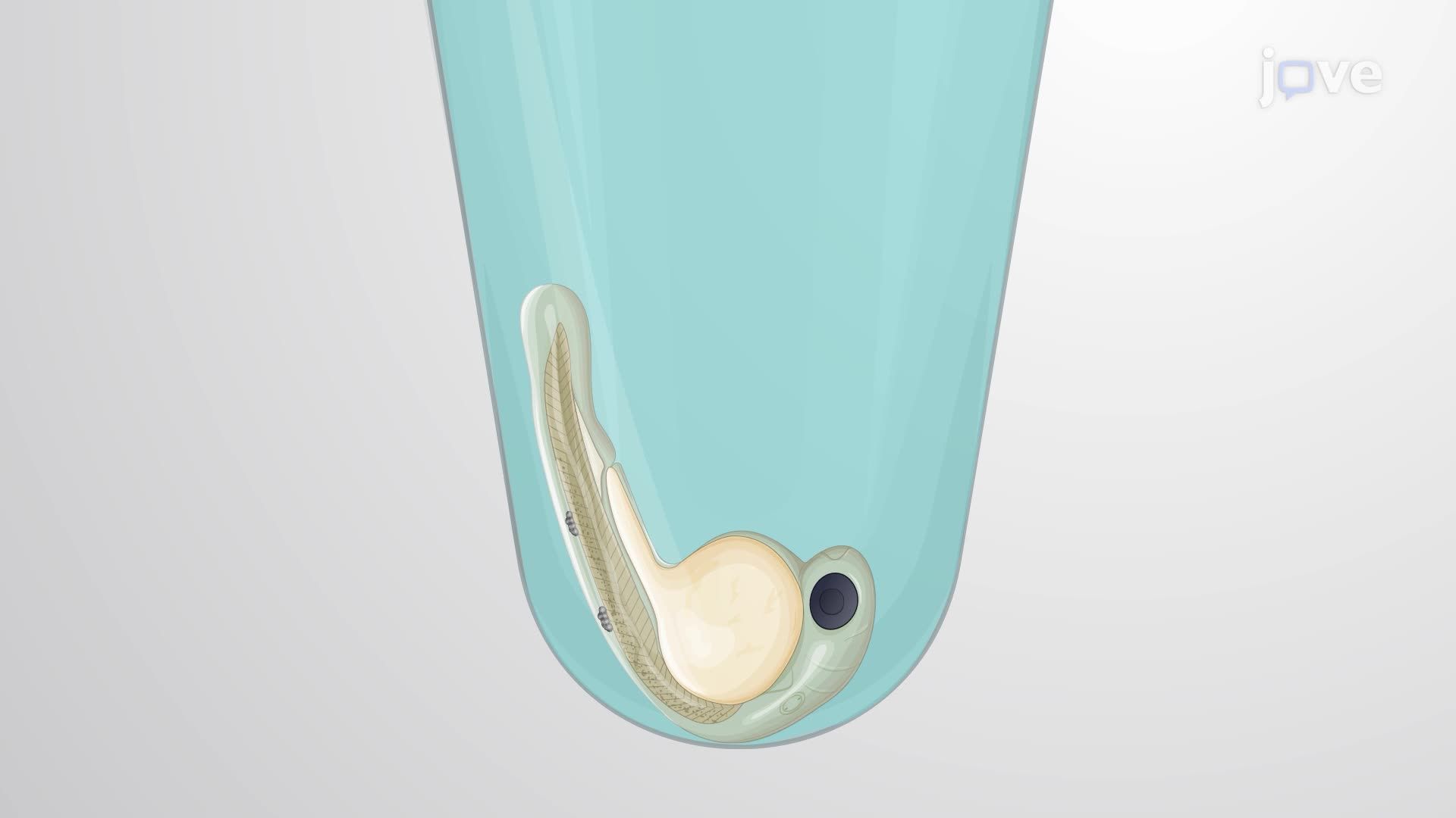 Isolation and Cultivation of Bacteria from Zebrafish Embryos to Assess Infection Load