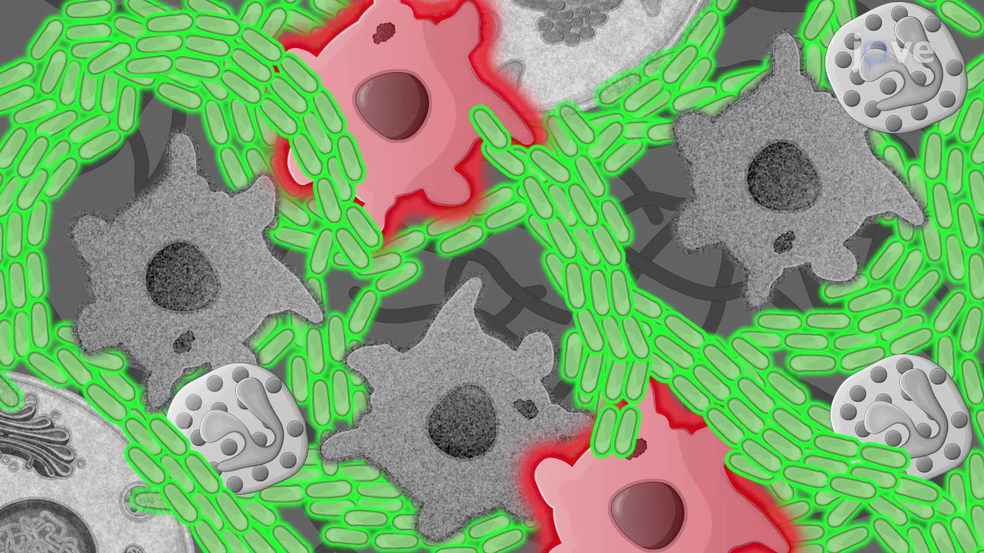 Live Imaging of Host-Pathogen Interactions in Zebrafish Embryos Infected with Mycobacterium abscessus