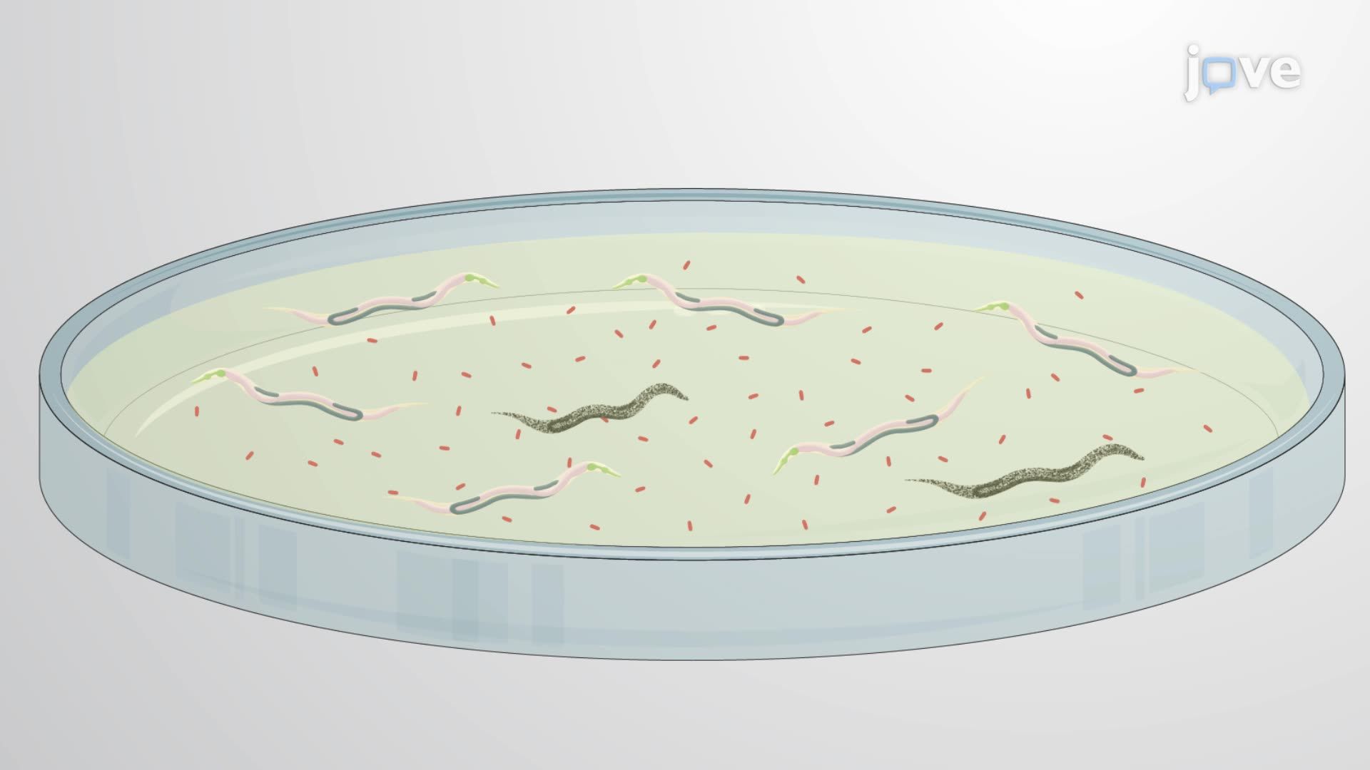 Modeling Aeromonas Pathogenesis in C. elegans Using a Survival Assay