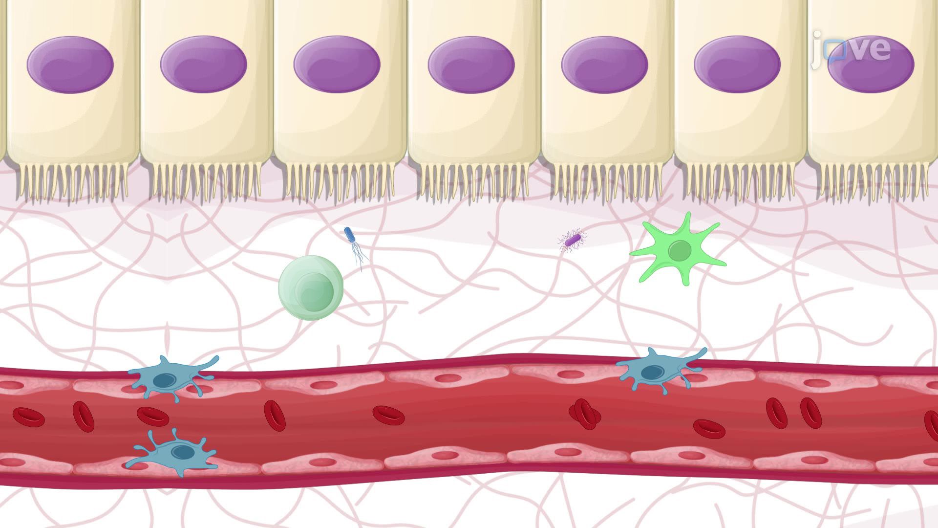 Assessing the Role of Gut Microbiota in Modulating Hepatitis B Infection in Mice