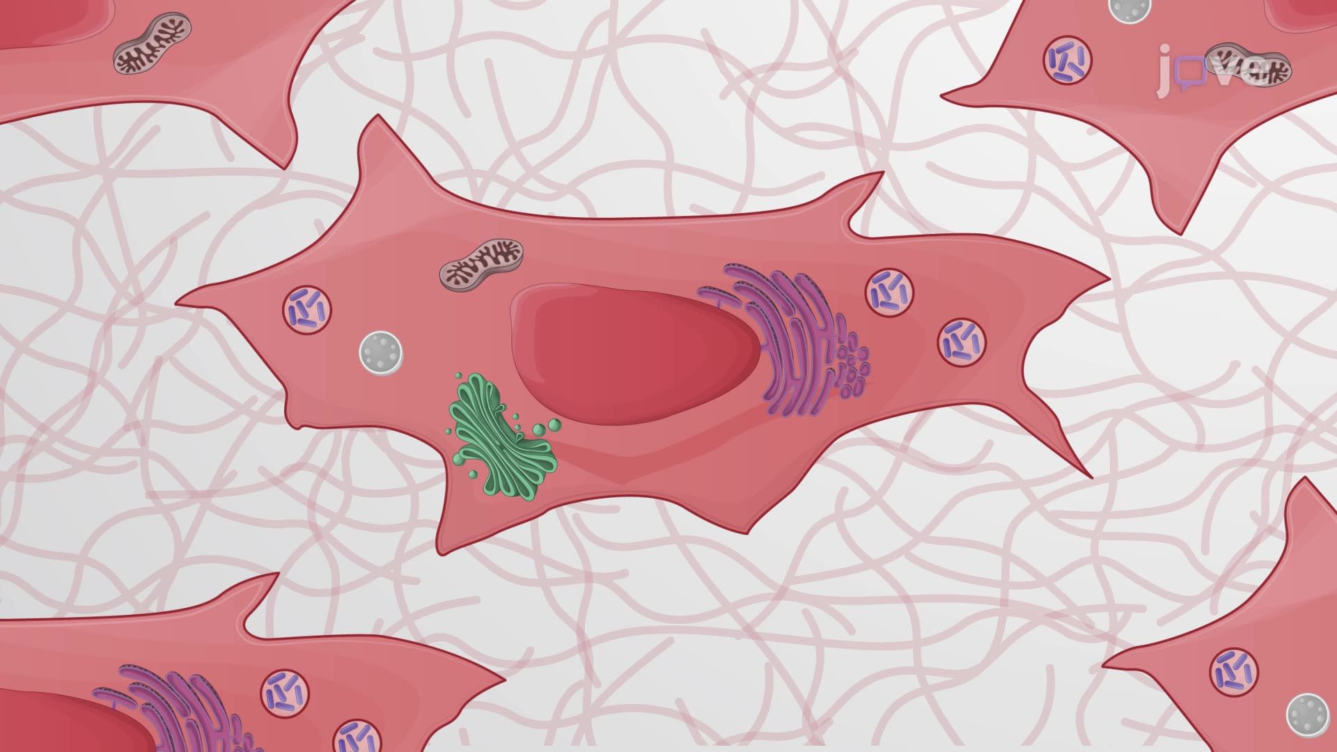 Investigating Autophagy-Mediated Clearance of Intracellular Bacteria In Vitro