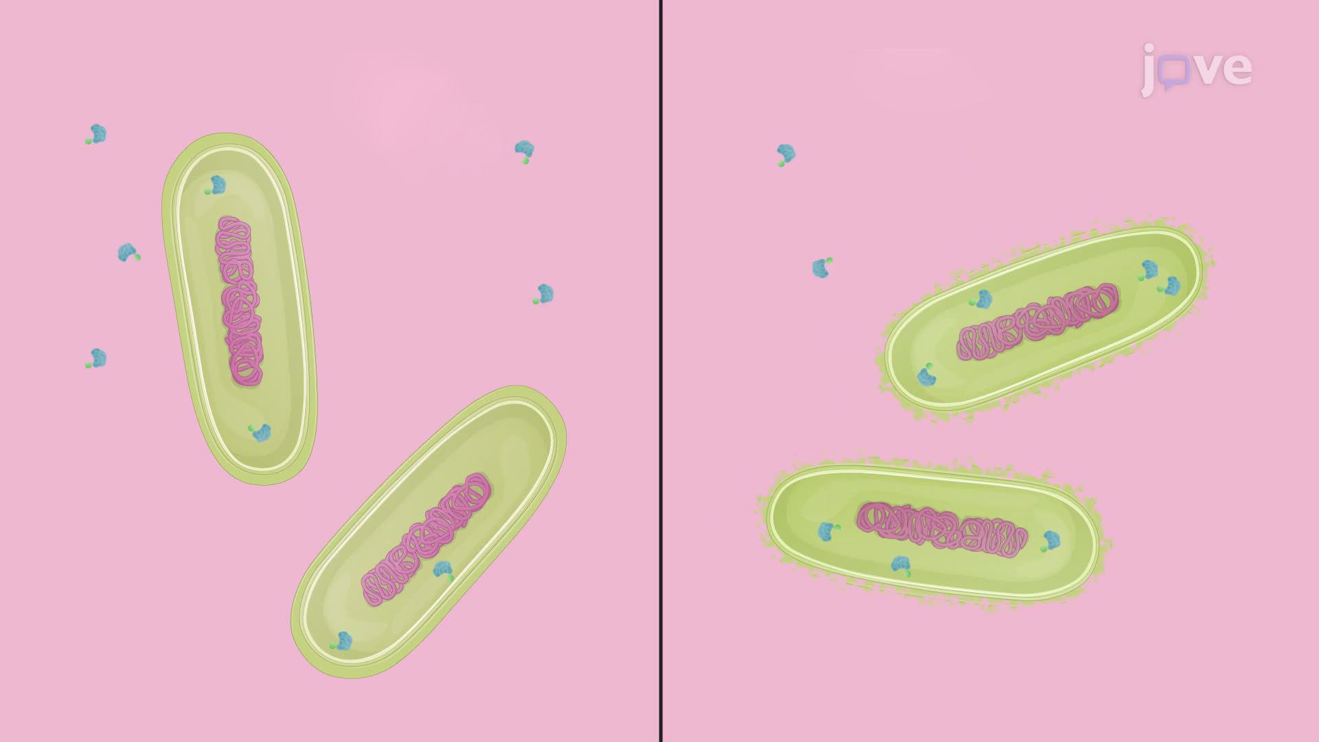Assessing Cell Layer Permeability in Non-Replicating Persistent Mycobacterium tuberculosis