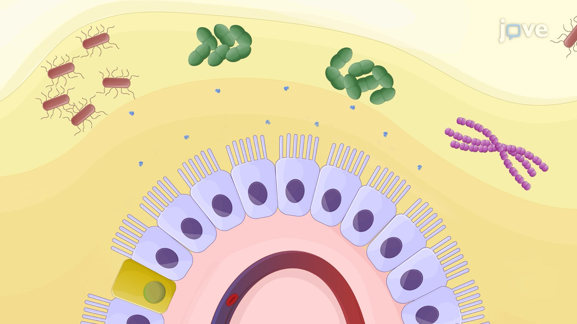Anti-Tumor Effects of Engineered Pediococcus pentosaceus in a Mouse Tumor Model