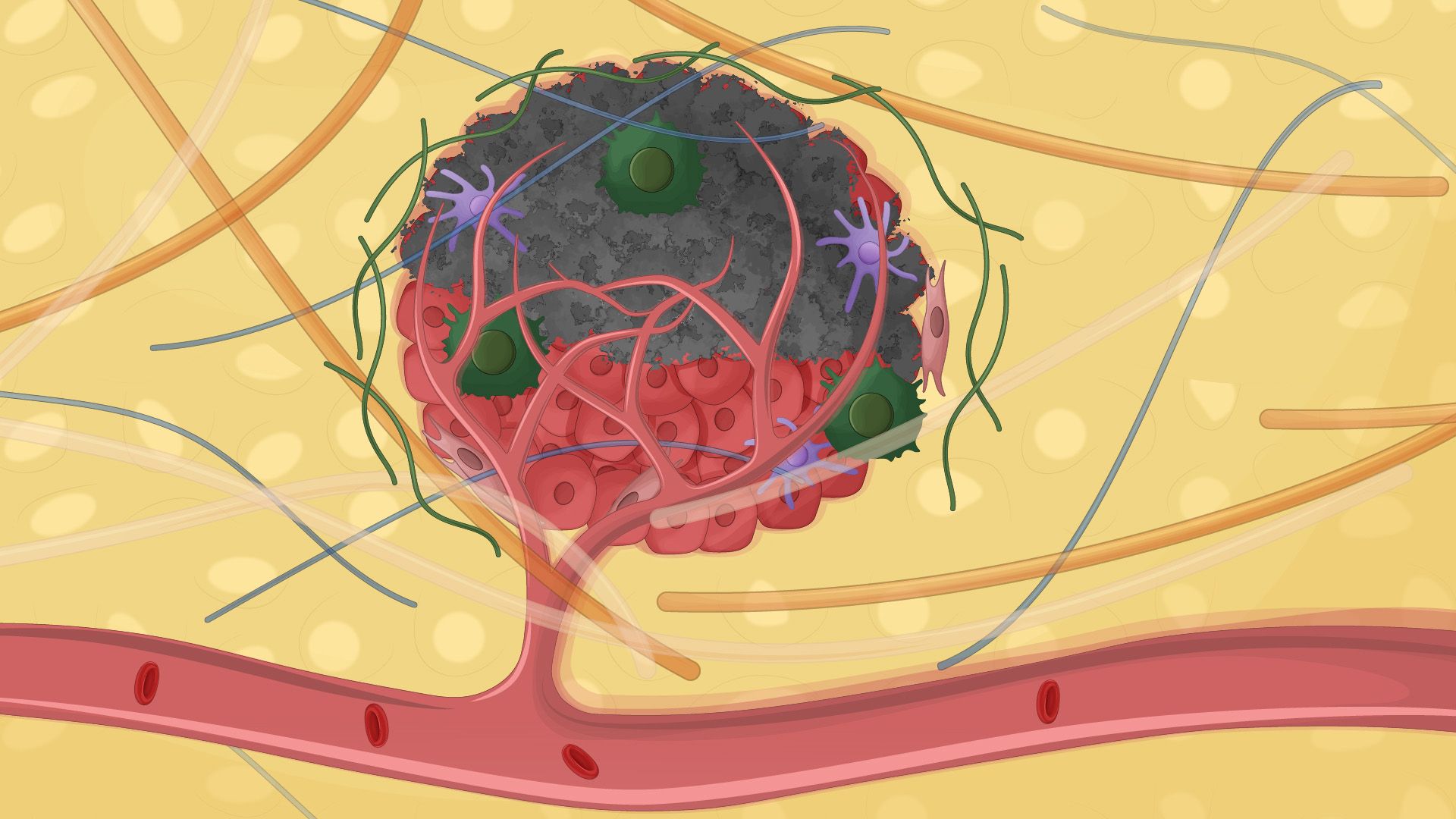 Anti-Tumor Effect of a Fusion Peptide Delivered by Engineered Salmonella typhimurium in a Mouse Model