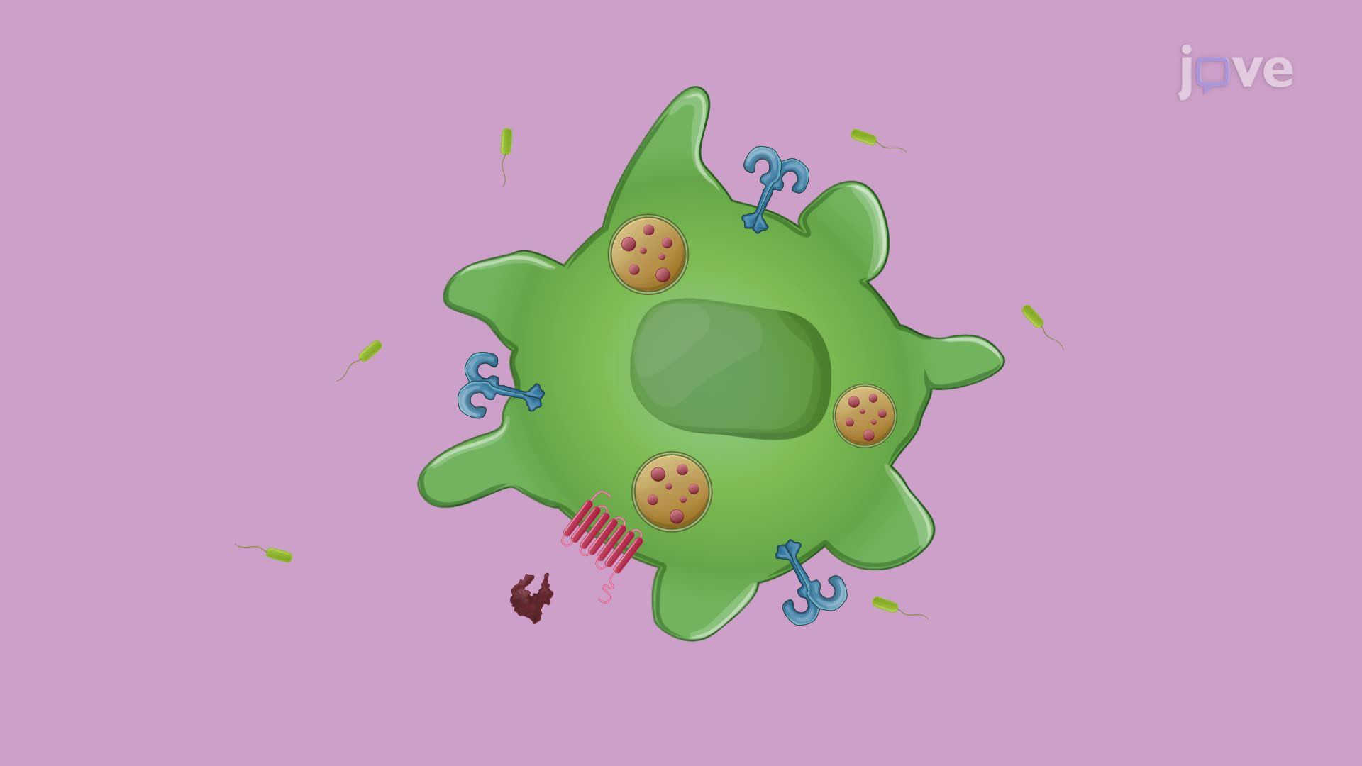 Wnt5A-Mediated Enhancement of Bacterial Clearance in Murine Macrophages