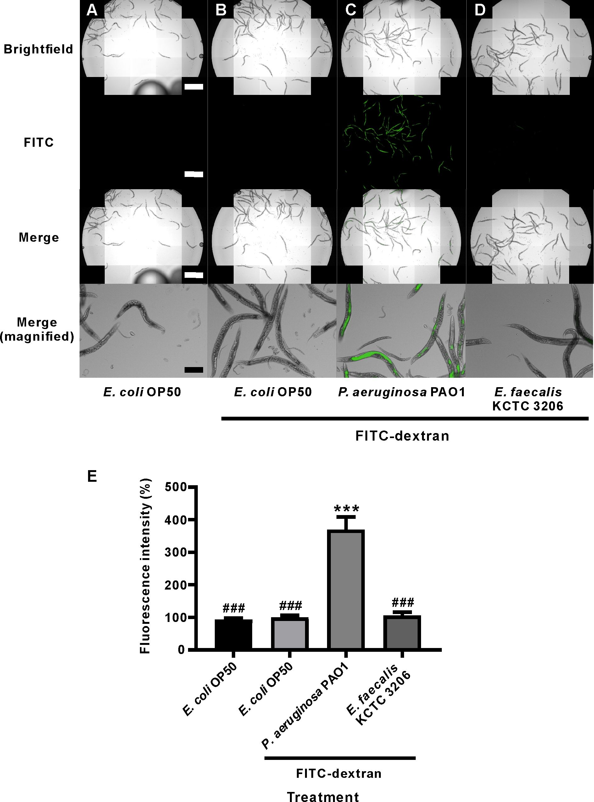 Fluorescent microscopy and bar graph of bacteria interspecies FITC-dextran treatment analysis.
