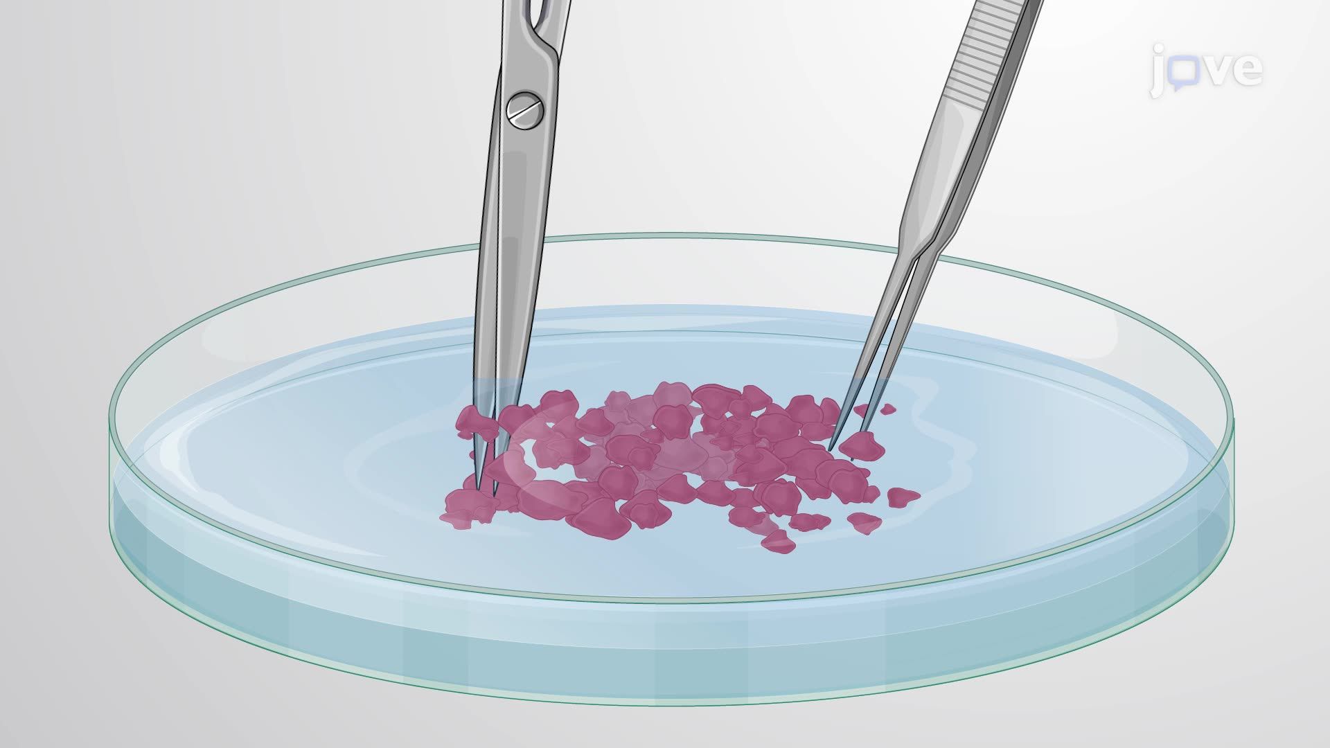Processing of Infected Tissues for Bacterial Enumeration in a Mouse Co ...