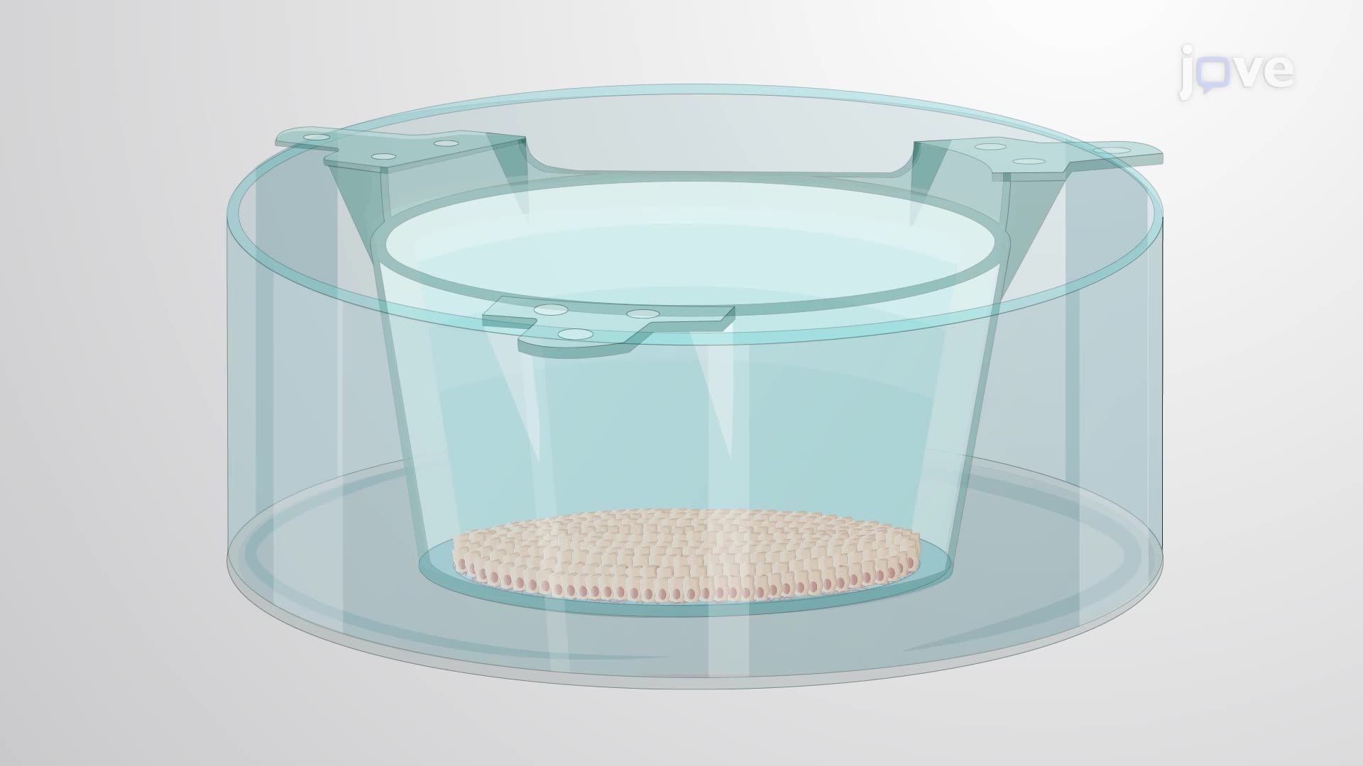 Cultivating Colonic Epithelial Cells | JoVE EoE