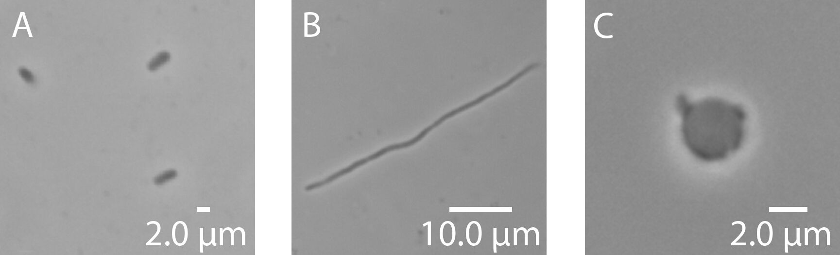 24424_Figure_1.jpg