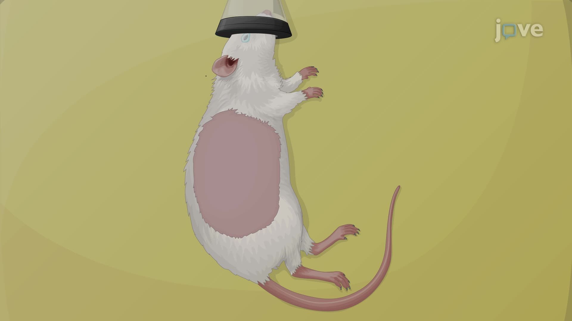 Intrarenal Injection of E. coli into the Renal Pelvis of a Rat | JoVE EoE