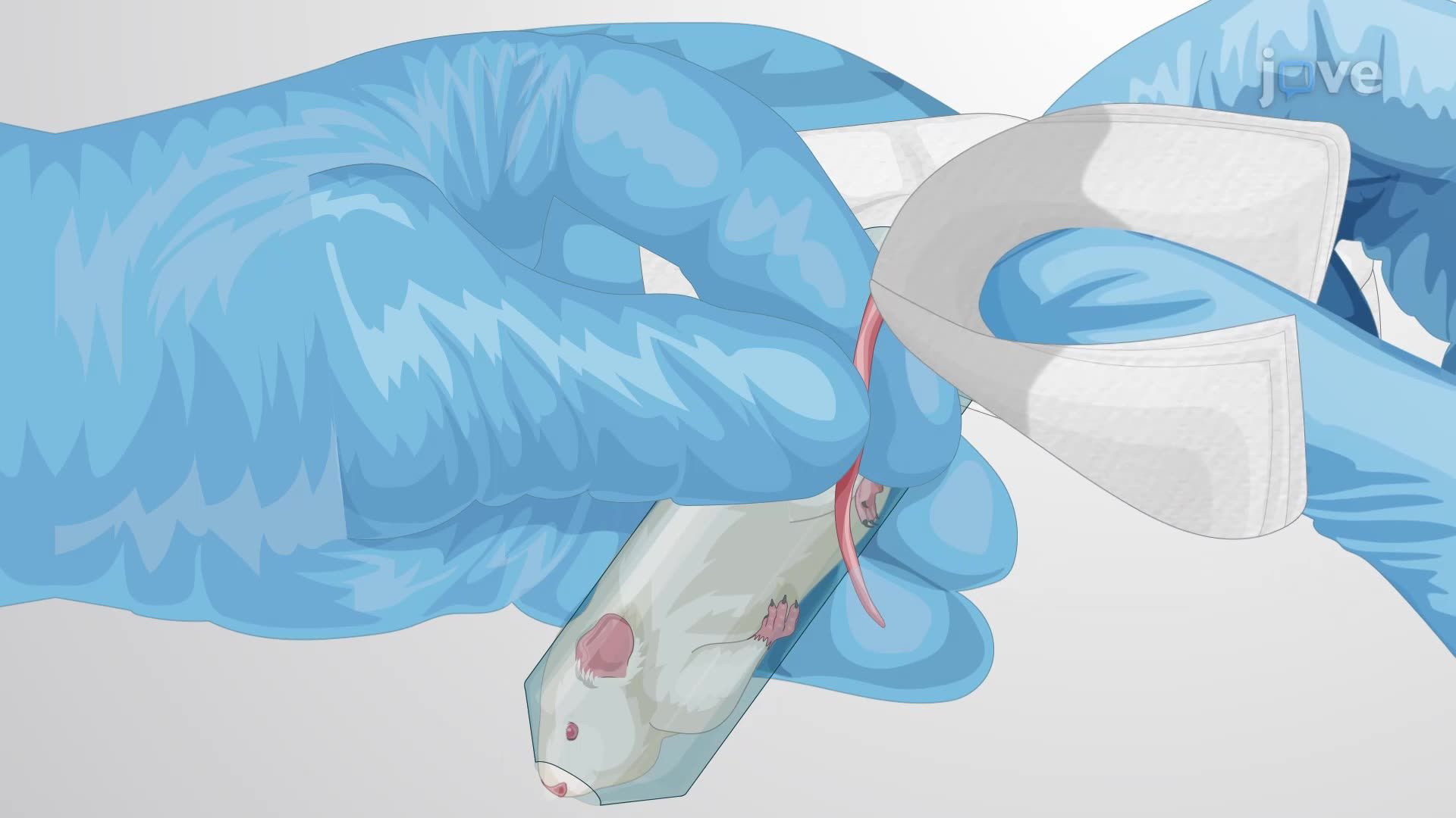 Quantifying Bacterial Load in the Mouse Heart Following Tail Vein ...