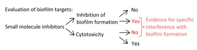 Biofilm target evaluation diagram on inhibitor effects; shows inhibition, cytotoxicity decision paths.