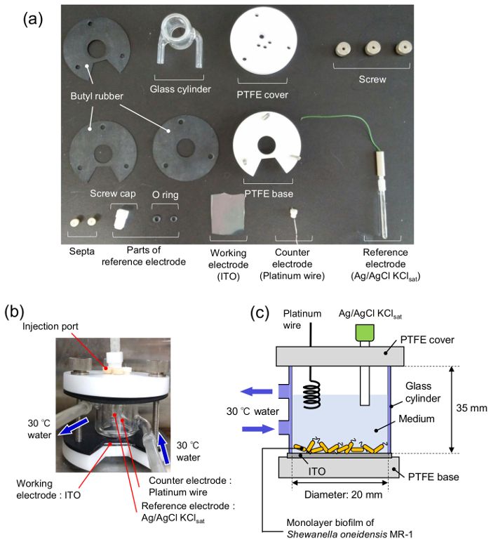 Electrochemical cell setup for biofilm study: diagram and components, Pt wire, Ag/AgCl reference.
