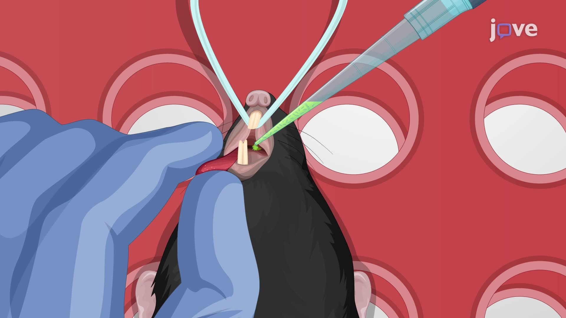 Preparation of a Murine Oropharyngeal Aspiration Model to Establish ...